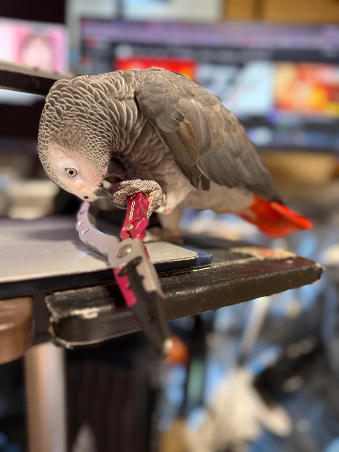 Sage African Grey photo 3