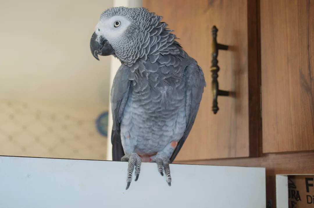 Sage African Grey photo 4