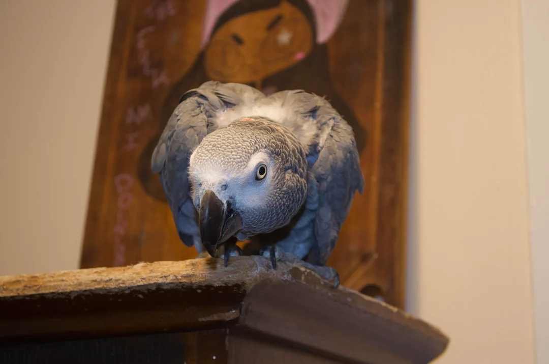 Sage African Grey photo 5