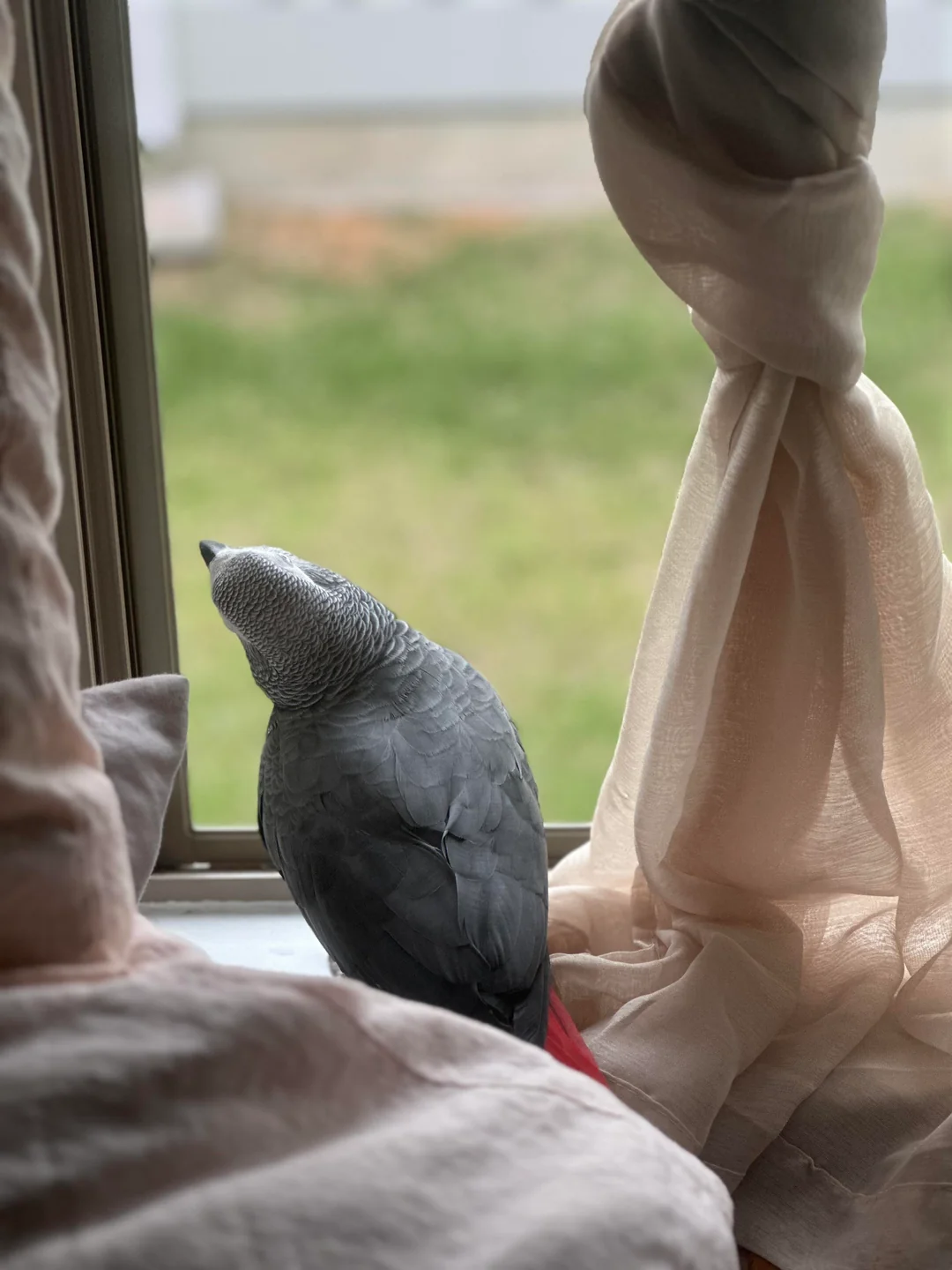 Skye — Timneh African Grey for sale