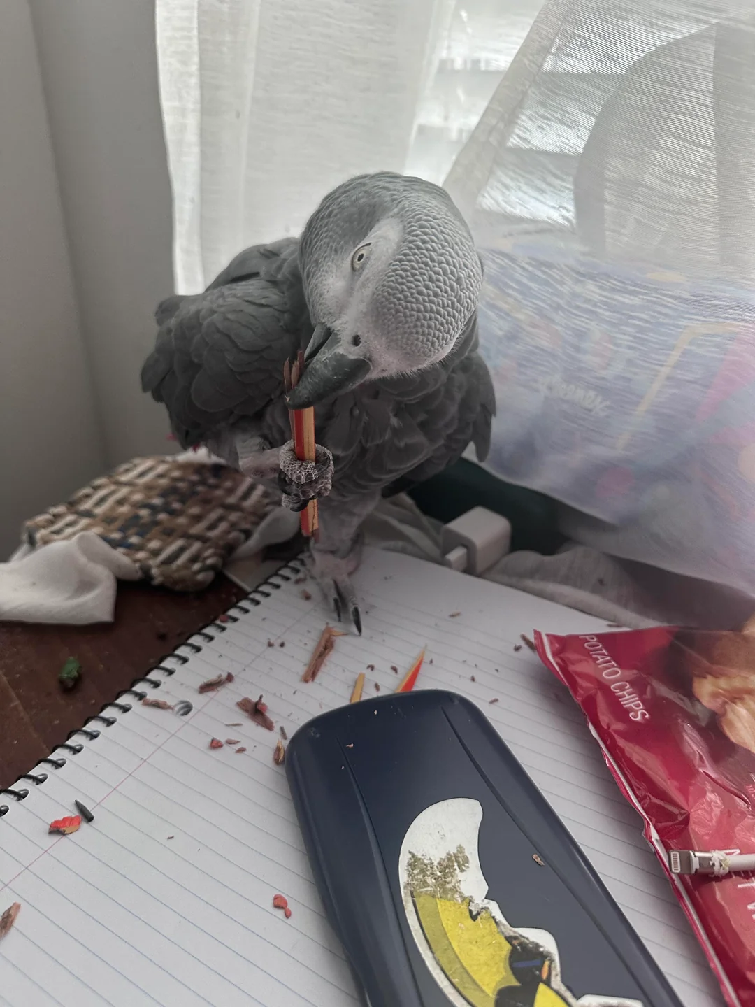 Skye African Grey photo 2
