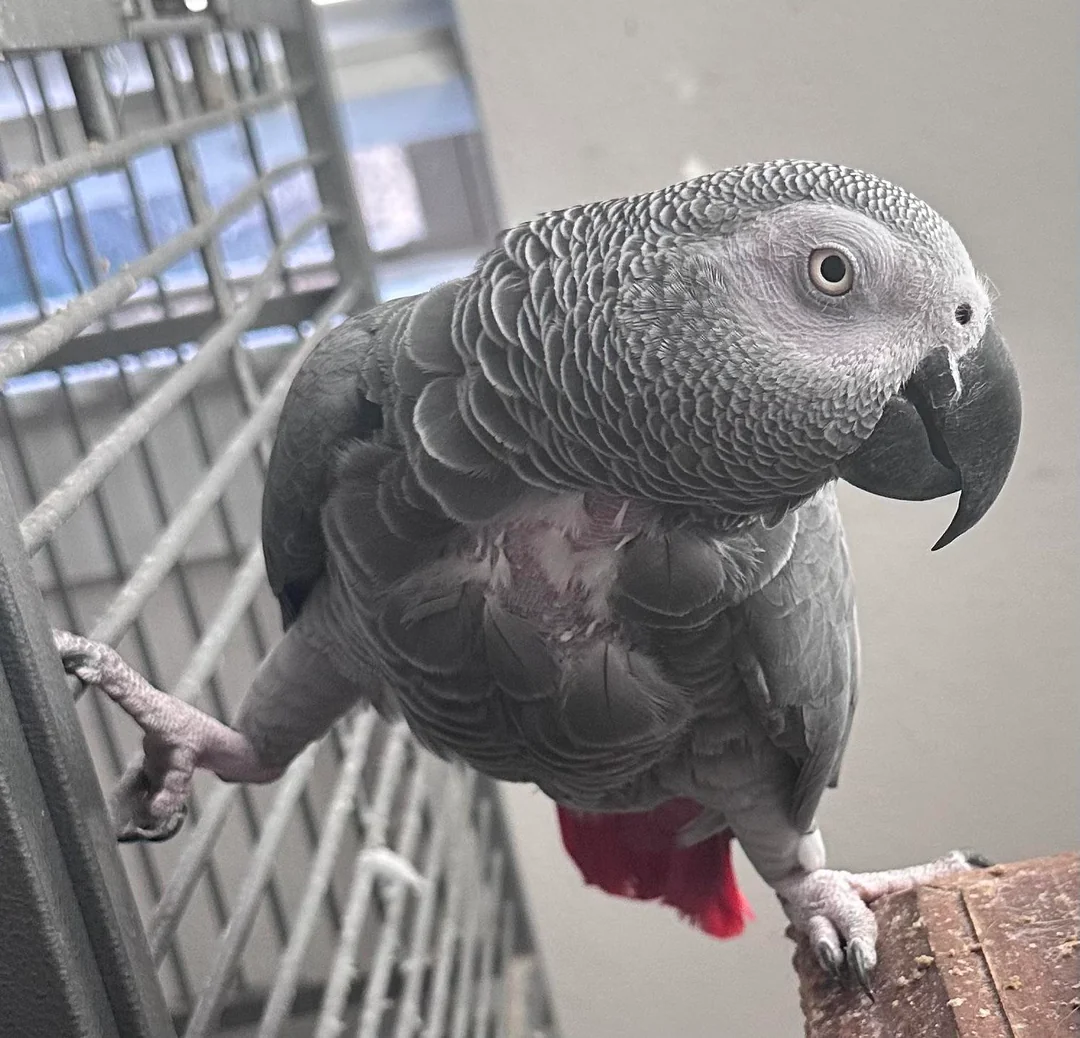 Skye African Grey photo 3