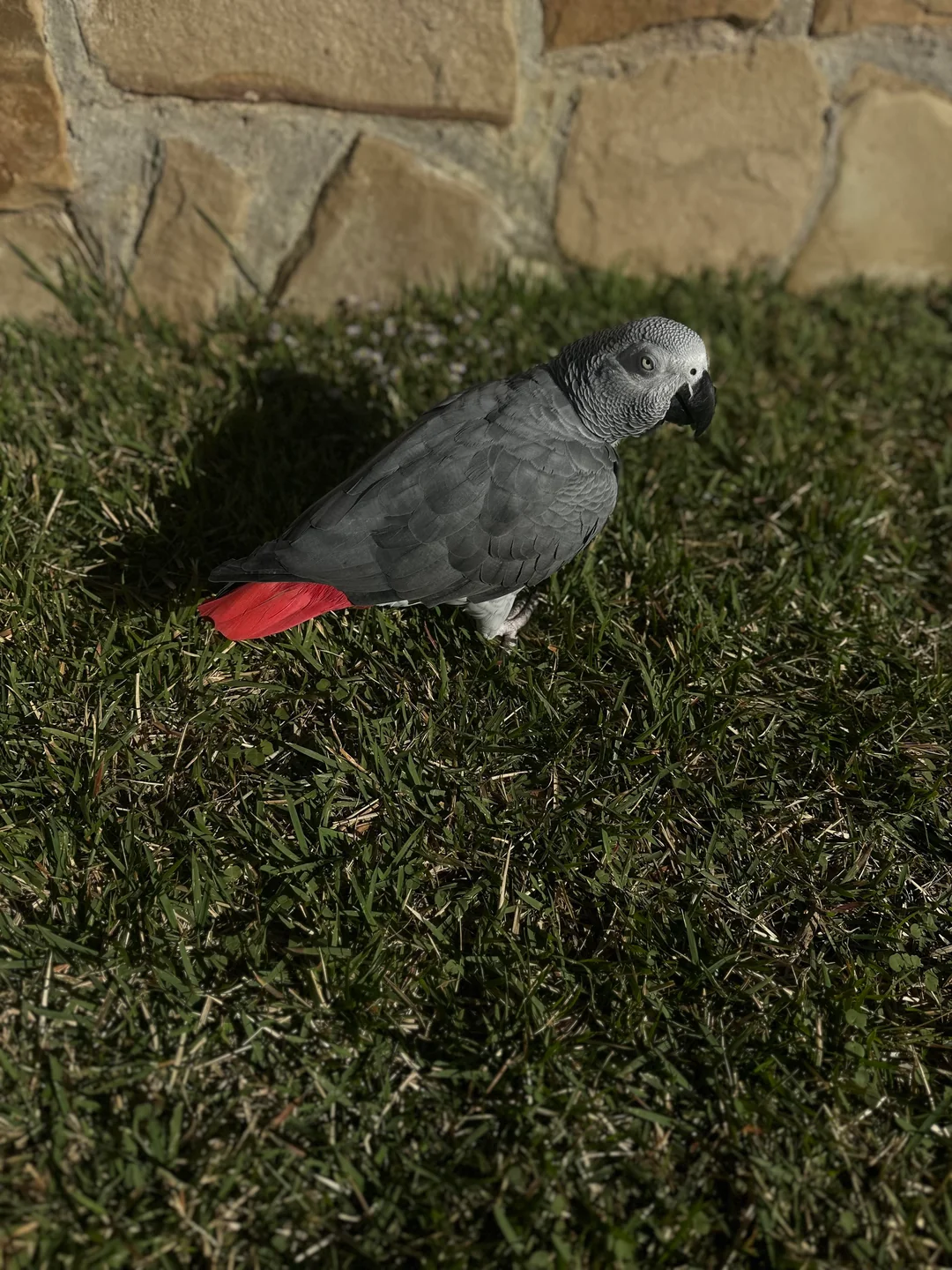 Skye African Grey photo 4