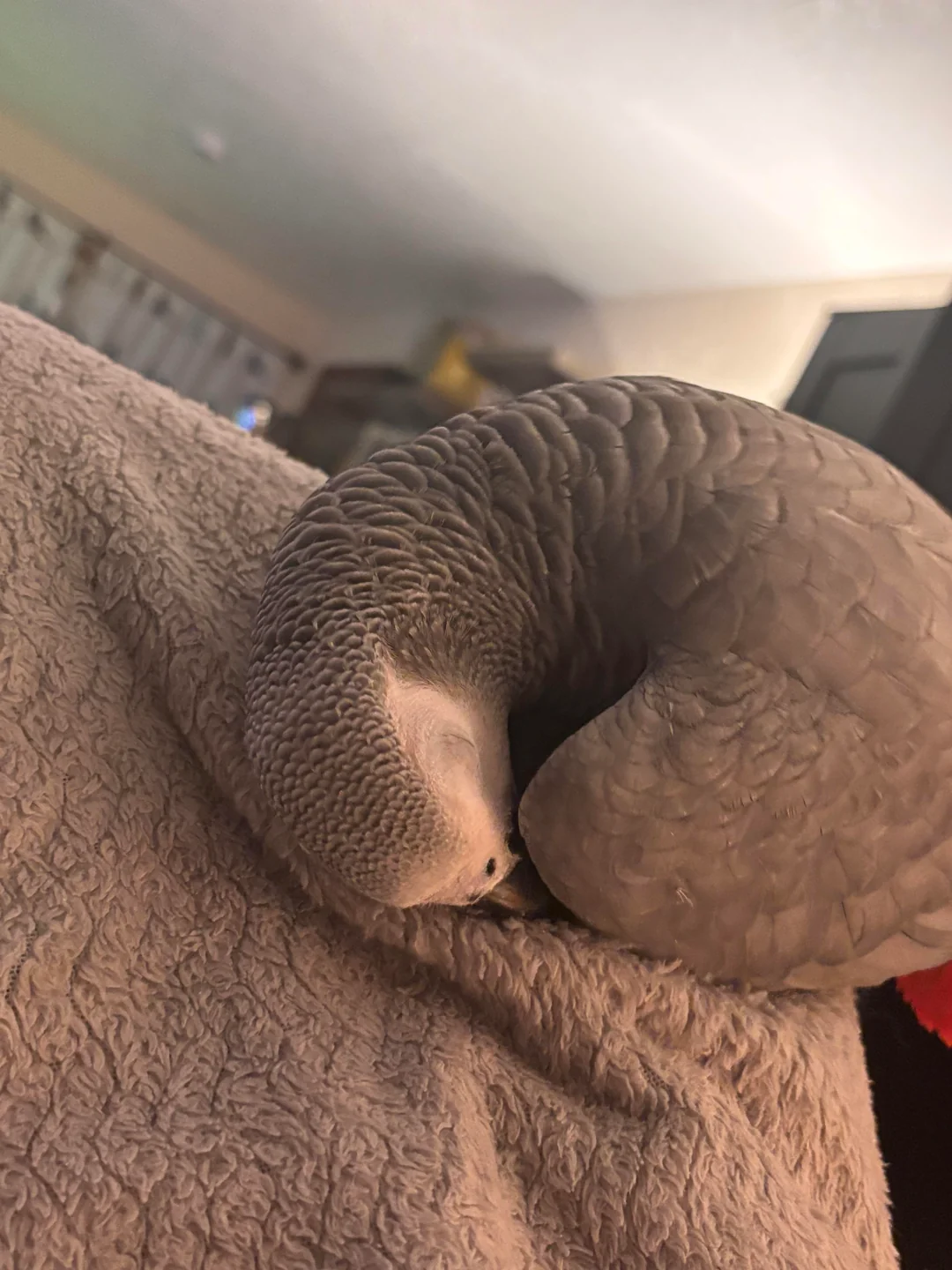 Skye African Grey photo 5