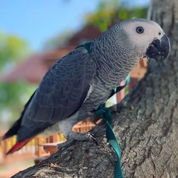 Stella — Congo African Grey for sale