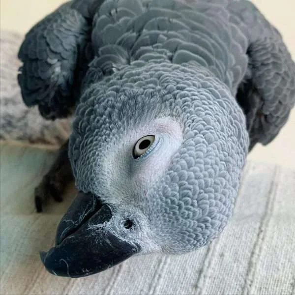 Stella African Grey photo 2