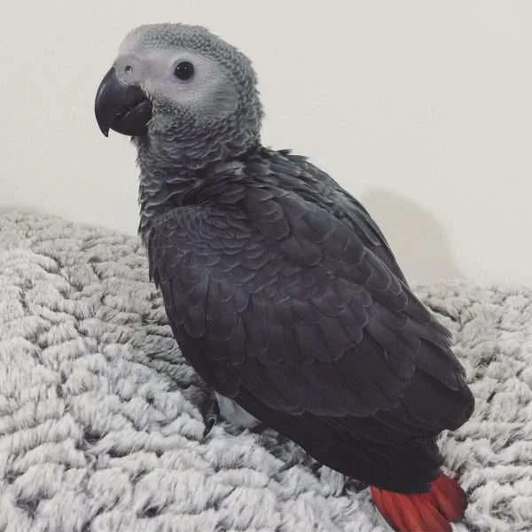 Stella African Grey photo 4
