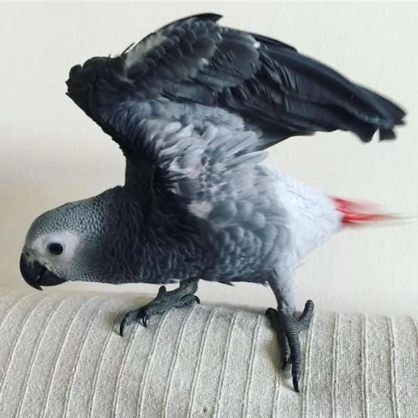 Stella African Grey photo 5