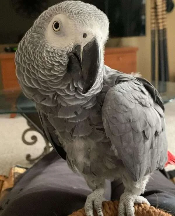 Storm — Timneh African Grey for sale