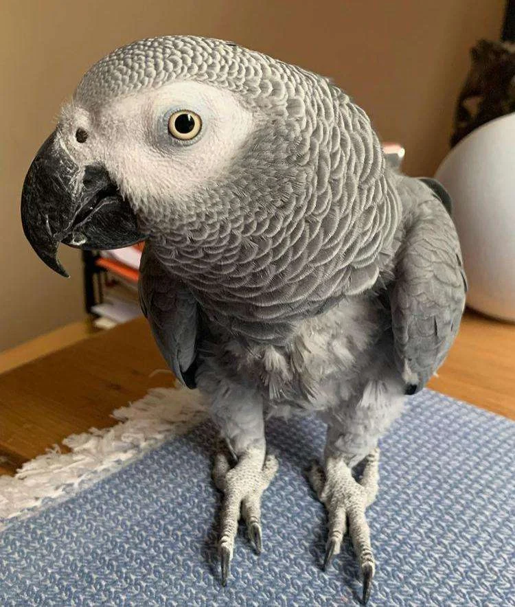 Storm African Grey photo 2