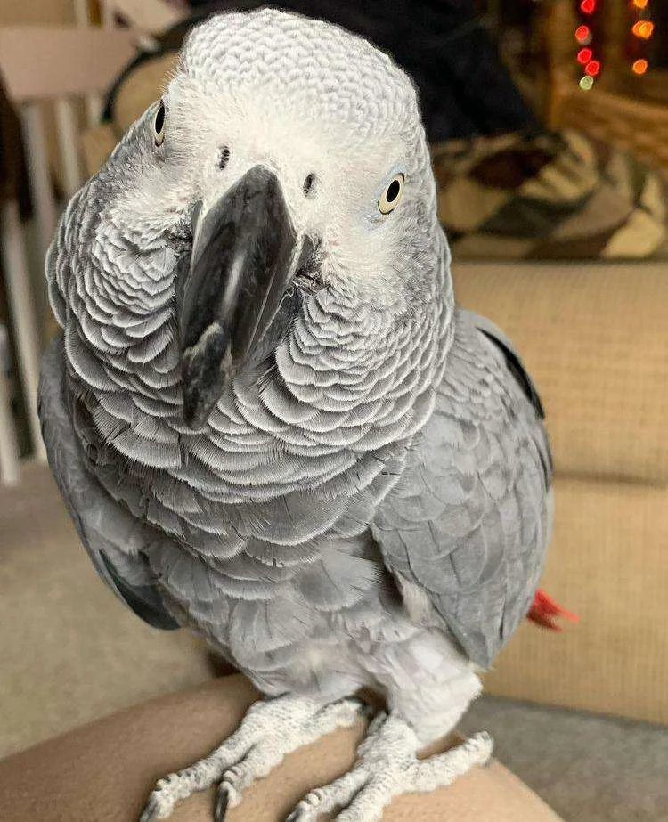 Storm African Grey photo 3