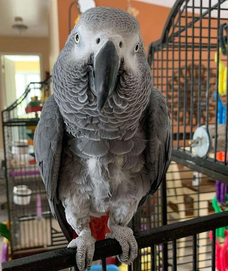 Storm African Grey photo 4