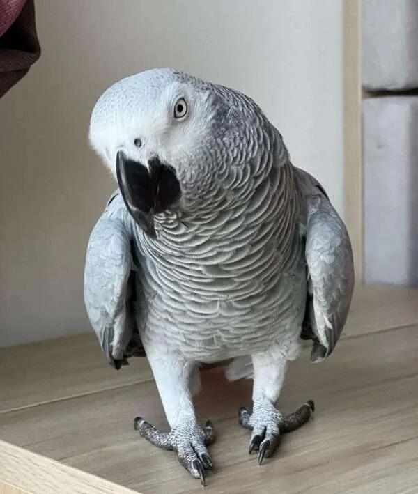 Titan — Congo African Grey for sale