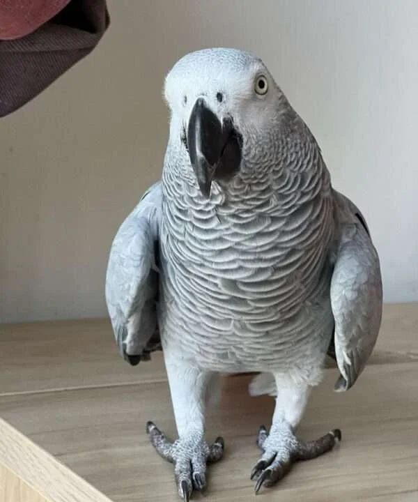 Titan African Grey photo 3