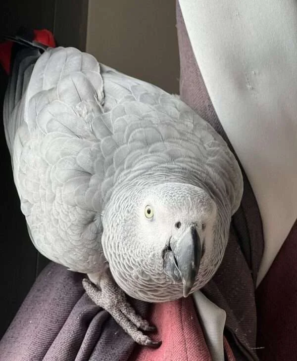 Titan African Grey photo 4