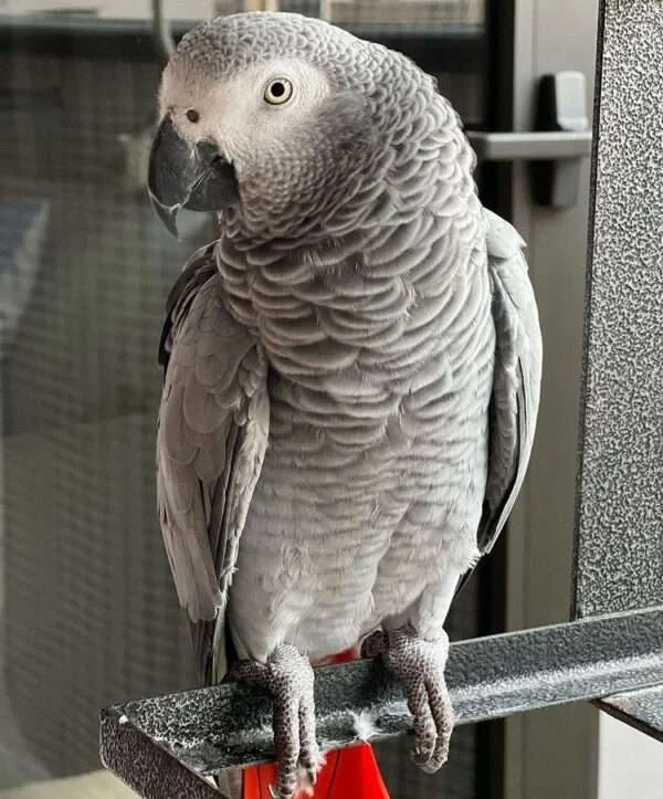 Titan African Grey photo 5