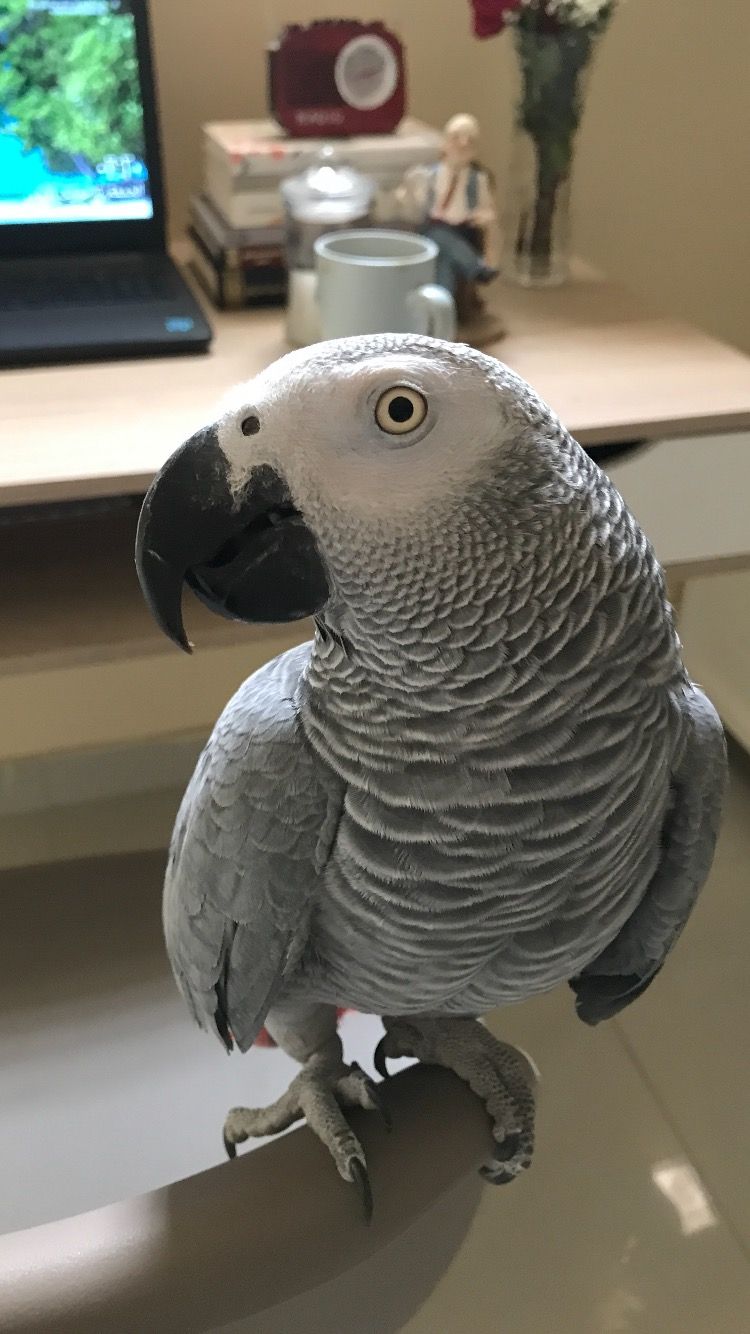Zeus — Congo African Grey for sale