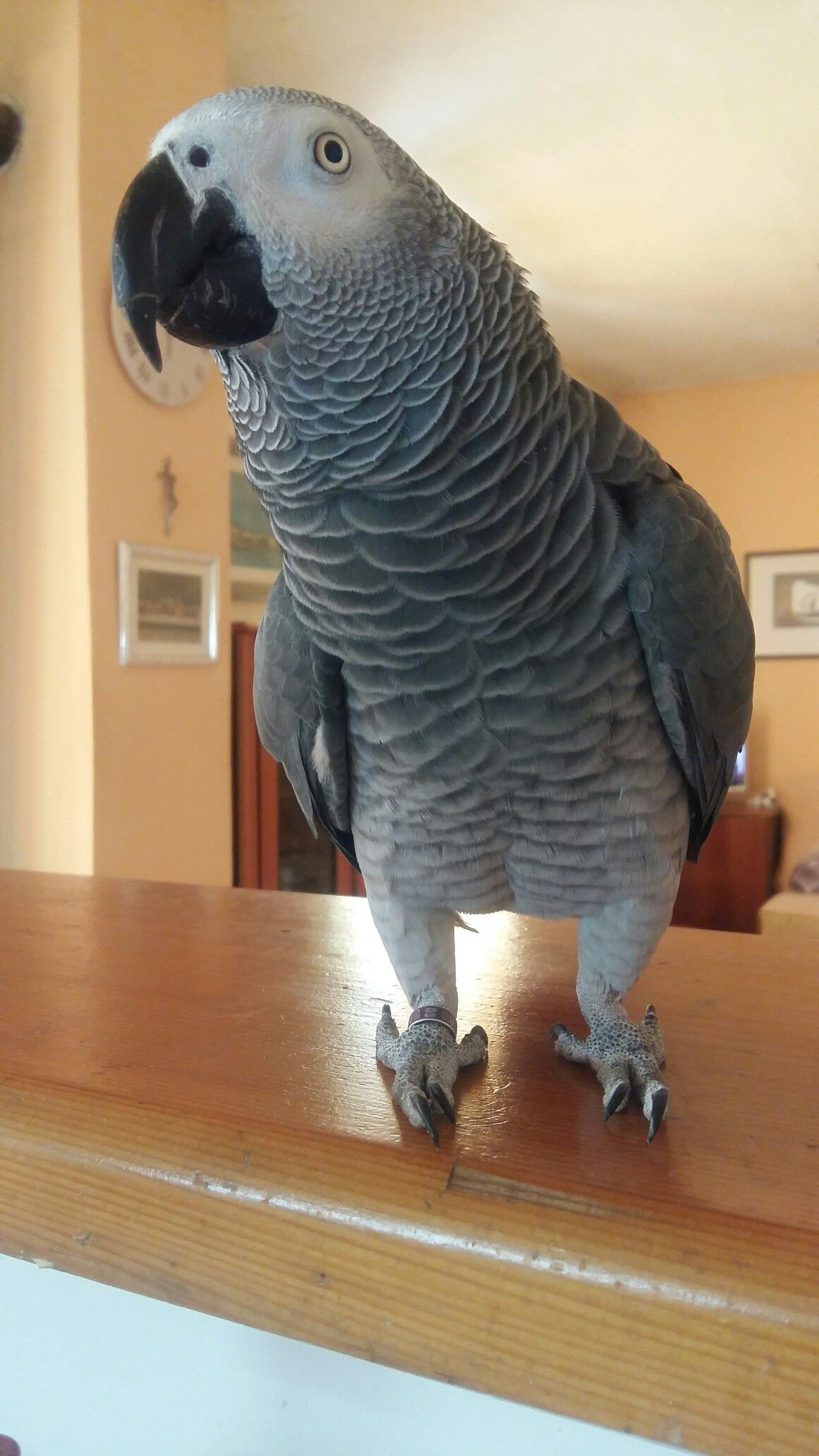 Zeus African Grey photo 2