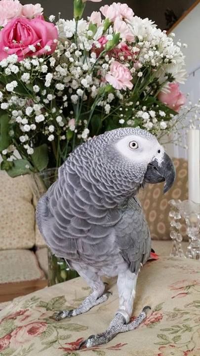 Zeus African Grey photo 3