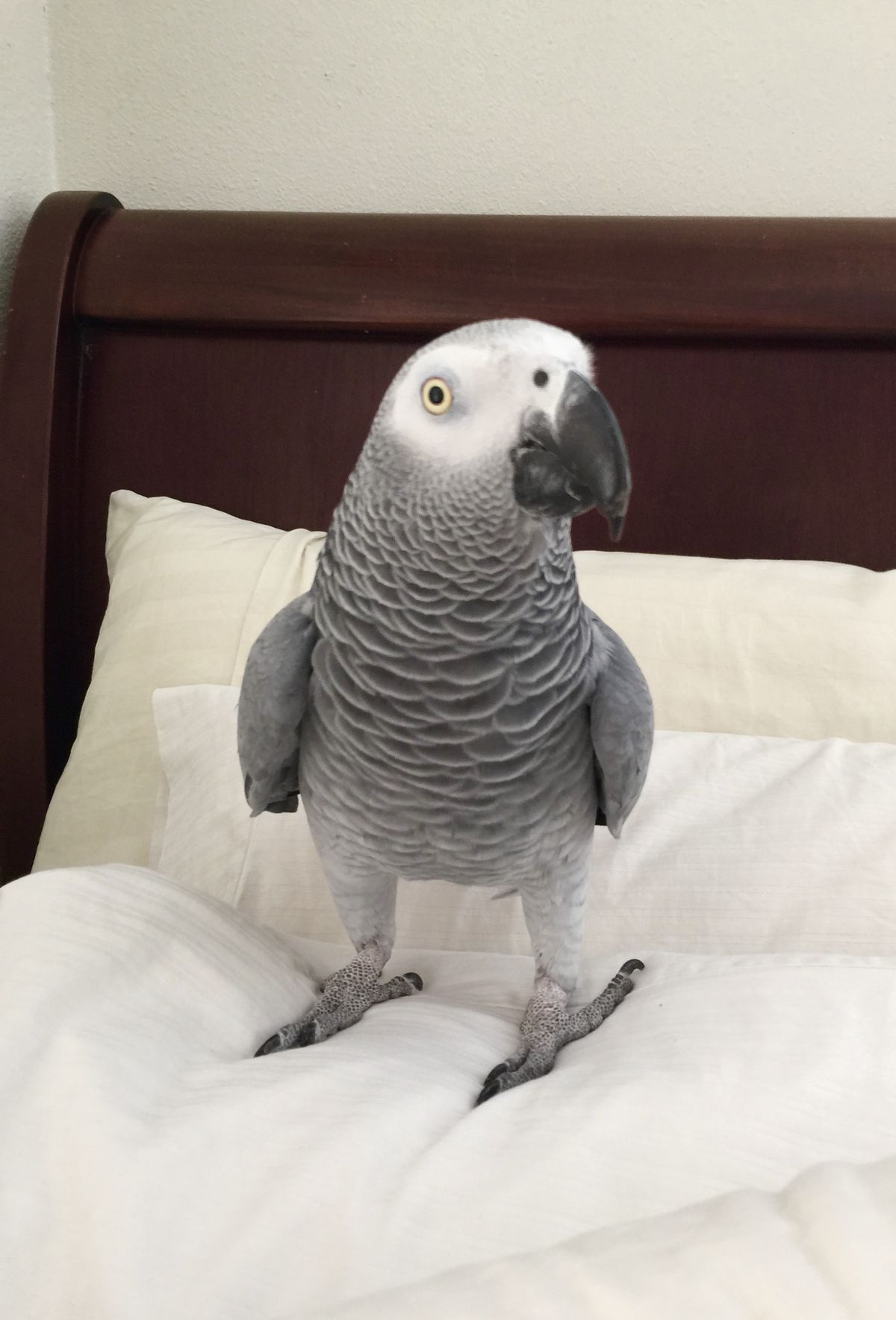 Zeus African Grey photo 4
