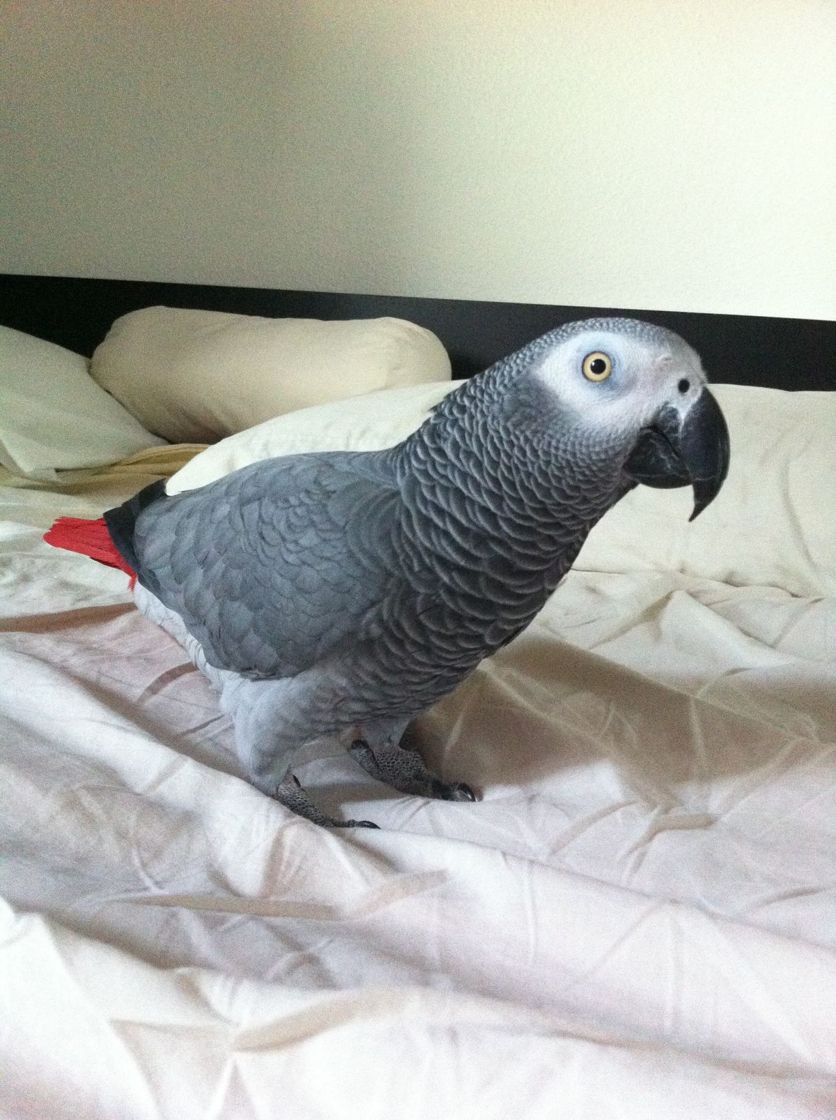 Zeus African Grey photo 5